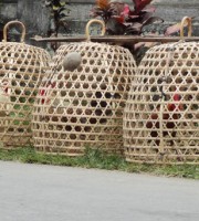 Hmmm...not sure if these chooks are quite what I'd call free range