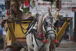 GiliHorse