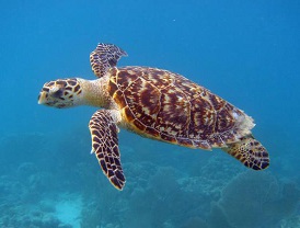 HawksbillSeaTurtleGiliIsland