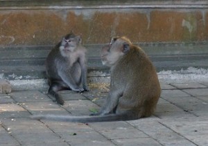 MonkeyForest2