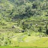 Valley Of Rice