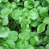 Are we All Silica Deficient?