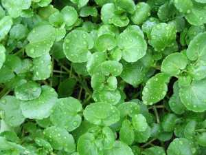 Are we All Silica Deficient?