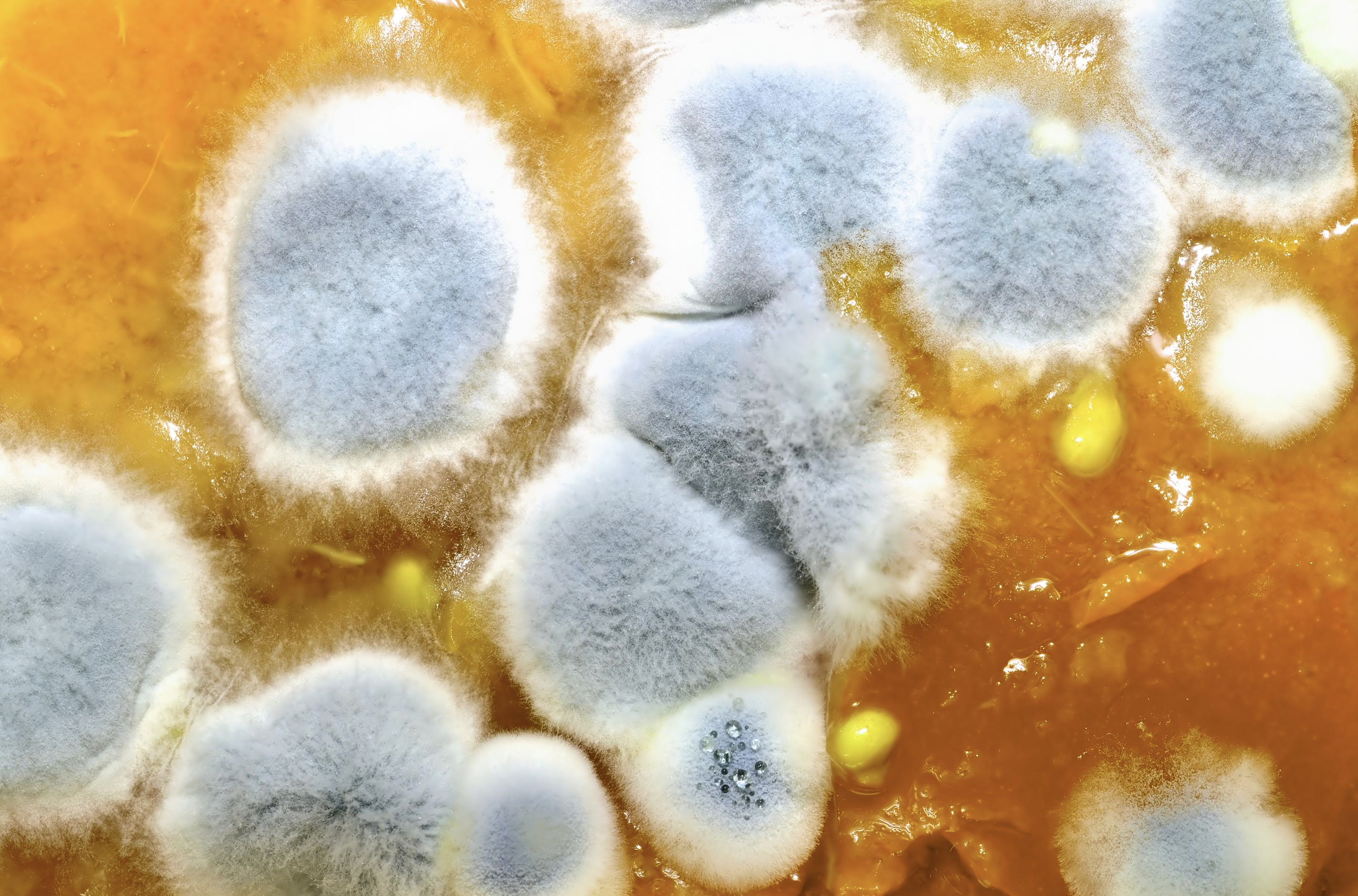 Mold on Ferment